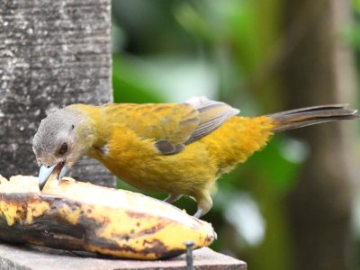 Female Passerini's Tanager
Cinchona--Mirador La Cascada, Alajuela, Costa Rica