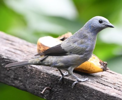 Possible hybrid Blue-Gray/Palm Tanager
Cinchona--Mirador La Cascada, Alajuela, Costa Rica