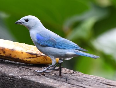 Blue-Gray Tanager
Cinchona--Mirador La Cascada, Alajuela, Costa Rica