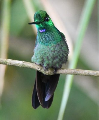 Male Green-crowned Brilliant hummingbird
Cinchona--Mirador La Cascada, Alajuela, Costa Rica