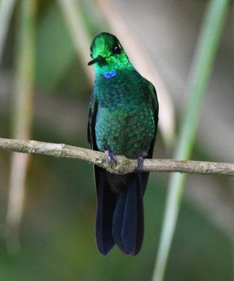Male Green-crowned Brilliant hummingbird
Cinchona--Mirador La Cascada, Alajuela, Costa Rica