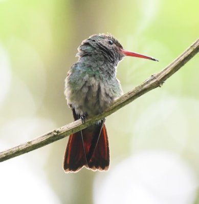 Rufous-tailed Hummingbird
Cinchona--Mirador La Cascada, Alajuela, Costa Rica