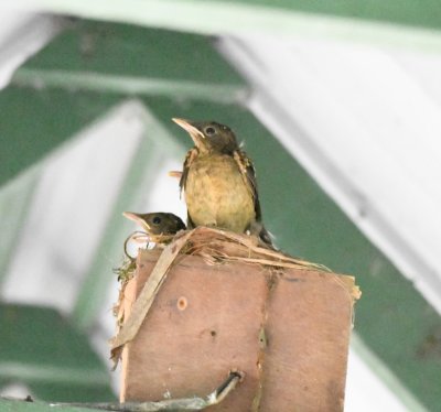 Immature Clay-colored Thrushes
on the nest on a light fixture under the roof covering the walkway
at Selva Verde Lodge, welcoming us as we went to our rooms