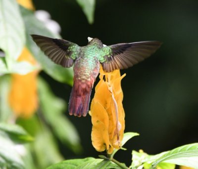 Rufous-tailed Hummingbird
at a yellow flower next to
Selva Verde Lodge dining room