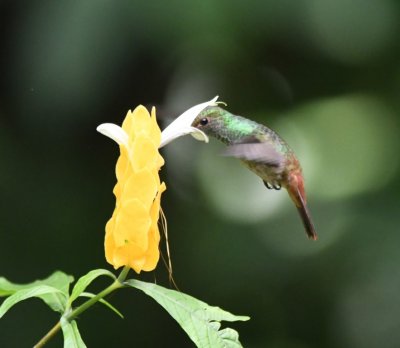 Rufous-tailed Hummingbird