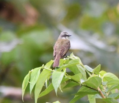 Gray-capped Flycatcher