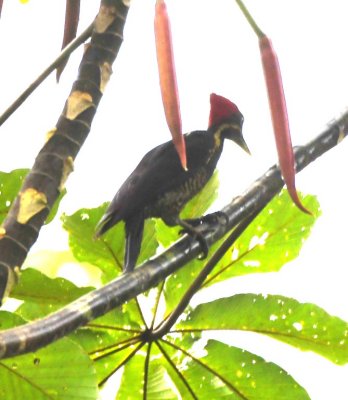 Lineated Woodpecker
on our afternoon walk
at Selva Verde Lodge