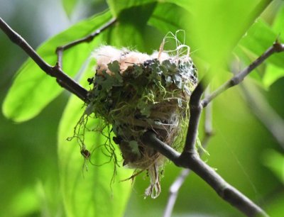 Rufous-tailed Hummingbird nest at Selva Verde Lodge