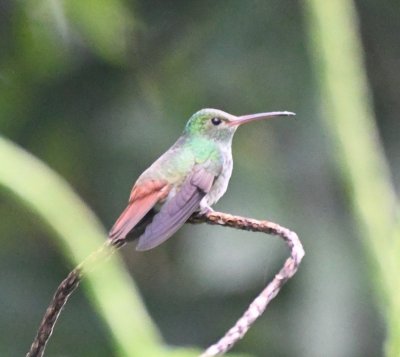 Rufous-tailed Hummingbird