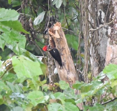 Lineated Woodpecker