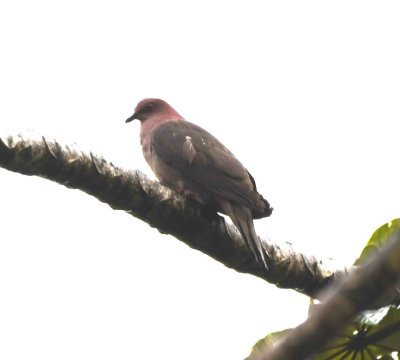 Short-billed Pigeon