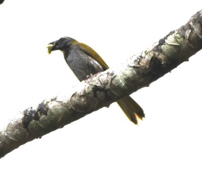 Buff-throated Saltator