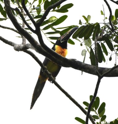 Collared Aracari