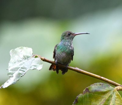 Immature Rufous-tailed Hummingbird