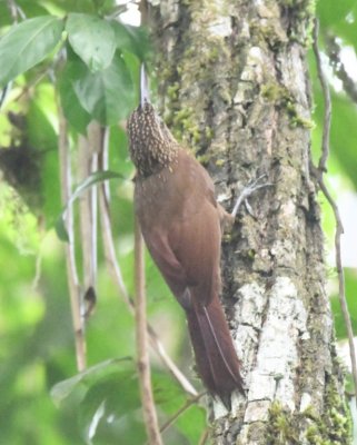 Cocoa Woodcreeper