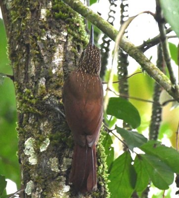 Cocoa Woodcreeper