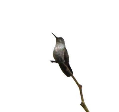 Blue-chested Hummingbird