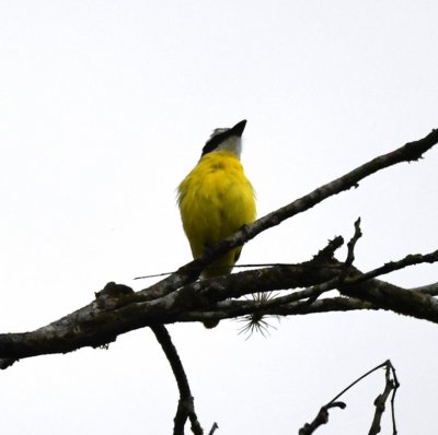Boat-billed Flycatcher