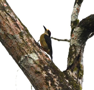 Male Black-cheeked Woodpecker