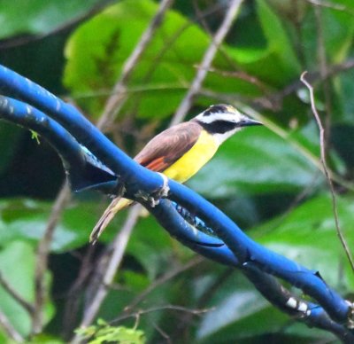 Great Kiskadee