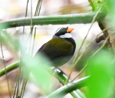 Orange-billed Sparrow