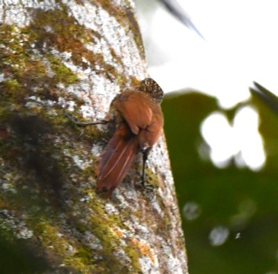 Streak-headed Woodcreeper
