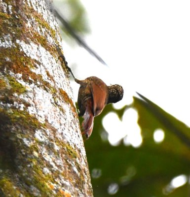 Streak-headed Woodcreeper