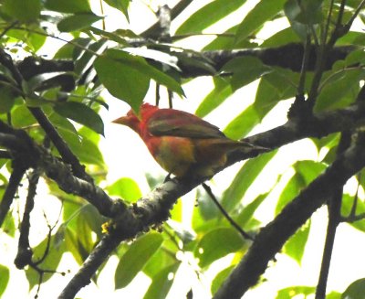 Immature Summer Tanager