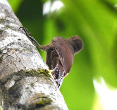 Plain-brown Woodcreeper