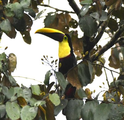 Yellow-throated Toucan