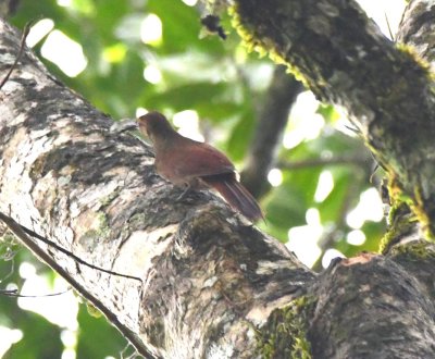 Plain-brown Woodcreeper