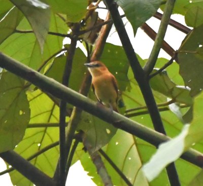 Cinnamon Becard