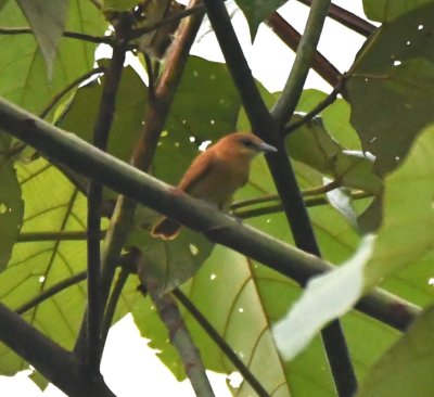 Cinnamon Becard