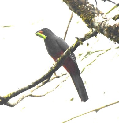 Female Slaty-tailed Trogon
with a big caterpillar