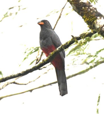 Female Slaty-tailed Trogon