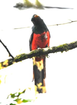 Male Slaty-tailed Trogon