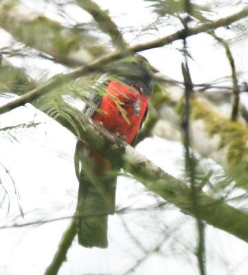Male Slaty-tailed Trogon