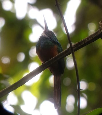 Rufous-tailed Jacamar