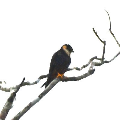 Bat Falcon
along the road
from Selva Verde Lodge to La Selva Biological Station