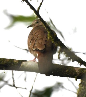 Scaled Pigeon
on the road into La Selva Biological Station