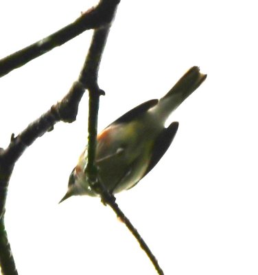 Chestnut-sided Warbler