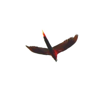 Scarlet Macaw flying over