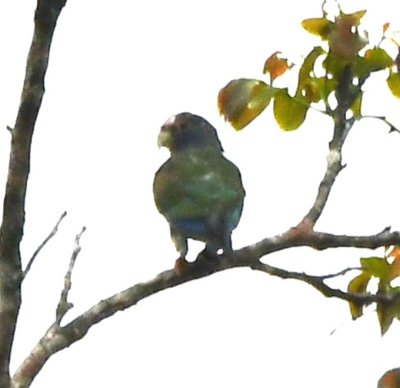White-fronted Parrot