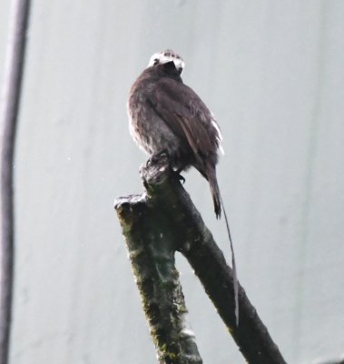 Long-tailed Tyrant
on a water tower
near the entrance to La Selva Biological Station