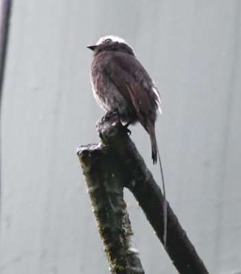 Long-tailed Tyrant