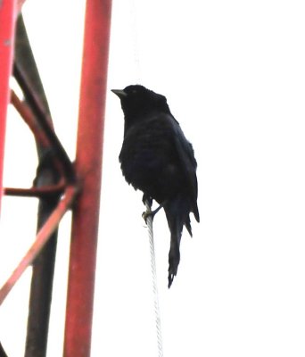 Shiny Cowbird