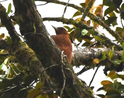 Female Cinnamon Woodpecker