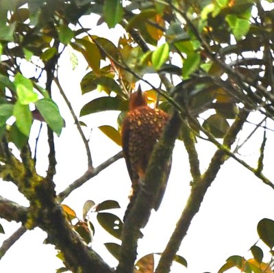 Female Cinnamon Woodpecker