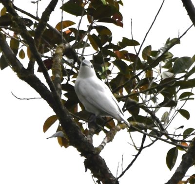 Male Snowy Cotinga
near the entrance to La Selva Biological Station
in the same tree with a pair of Cinnamon Woodpeckers