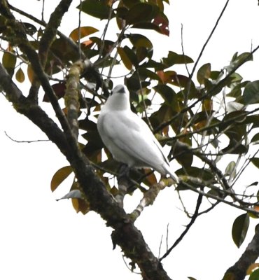 Snowy Cotinga